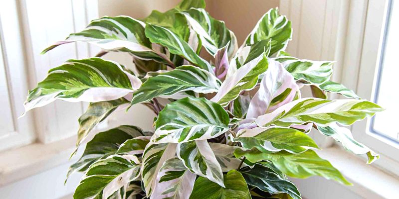Calathea Lietzei ‘White Fusion’