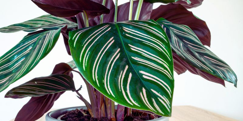 Calathea Ornata