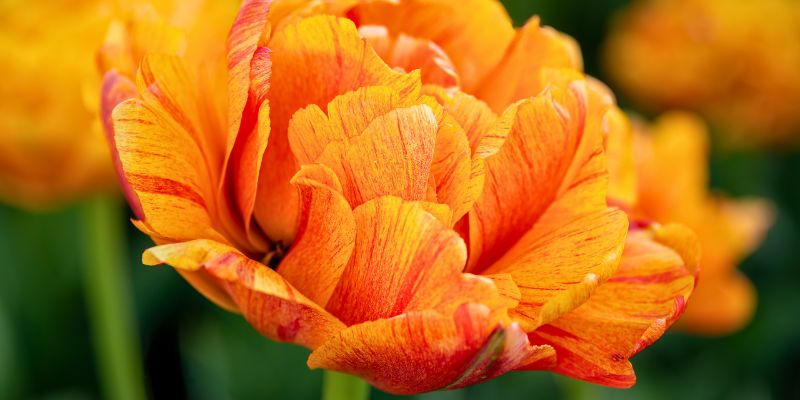 17 Beautiful Flowers That Look Like Roses 17 Double tulips