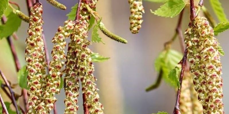 Dwarf birch