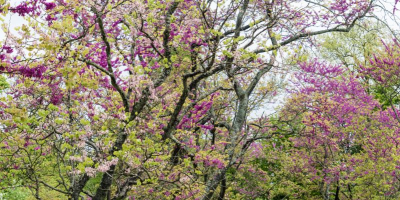 17 Trees With Heart-Shaped Leaves 5 Eastern Redbud