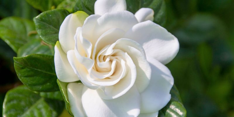 17 Beautiful Flowers That Look Like Roses 19 Gardenia