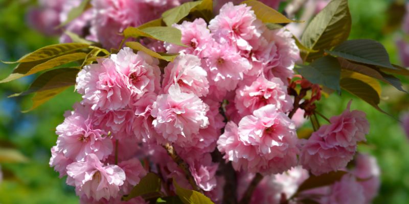 17 Beautiful Flowers That Look Like Roses 31 Japanese Flowering Cherry