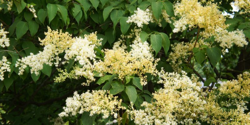 17 Trees With Heart-Shaped Leaves 19 Japanese Tree Lilac