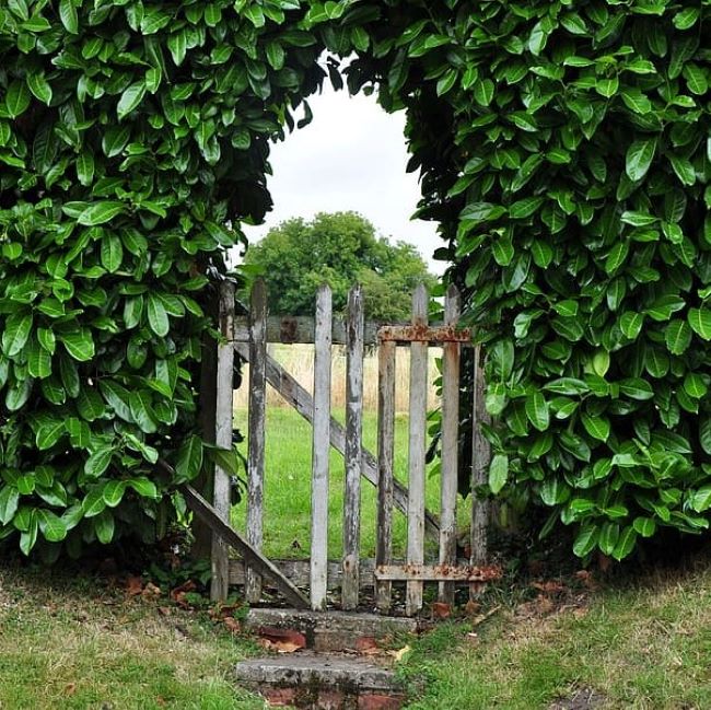 Cherry Laurel Tree Topiary