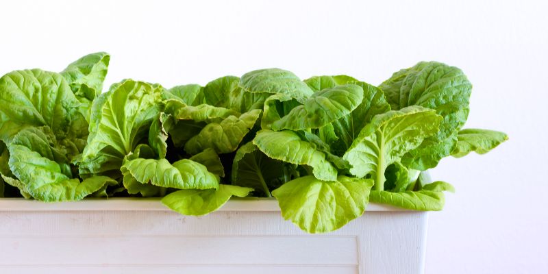 Leafy Greens