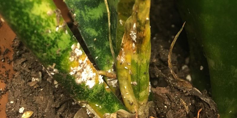 Mealy bug and fungus