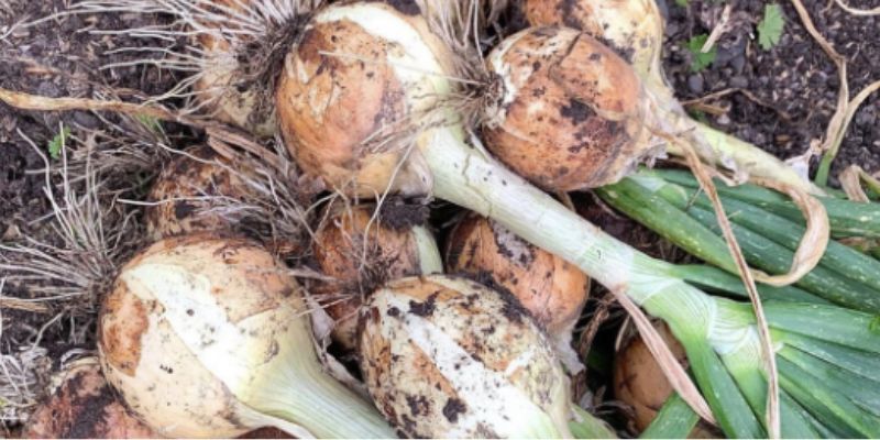 Onions