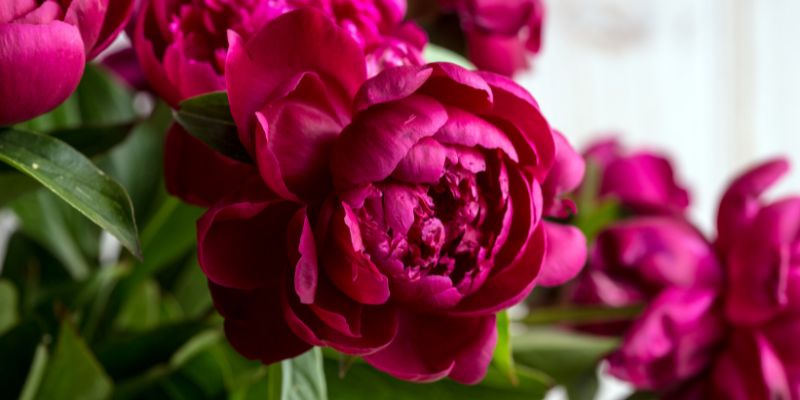 17 Beautiful Flowers That Look Like Roses 3 Peonies
