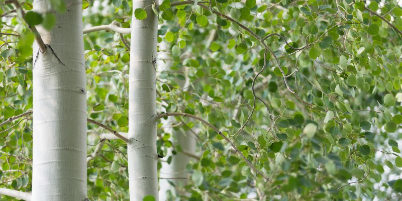 17 Trees With Heart-Shaped Leaves 17 Quaking Aspen