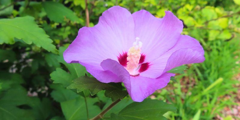 17 Beautiful Flowers That Look Like Roses 29 Rose of Sharon