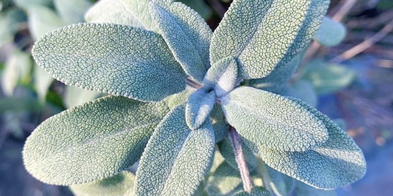 Sage