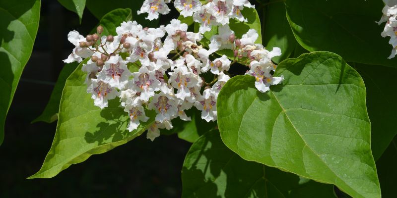 17 Trees With Heart-Shaped Leaves 29 Southern Catalpa