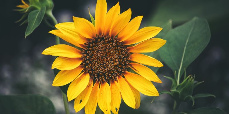 Companion Plants for Cucumbers | Good and The Bad 5 Sunflowers