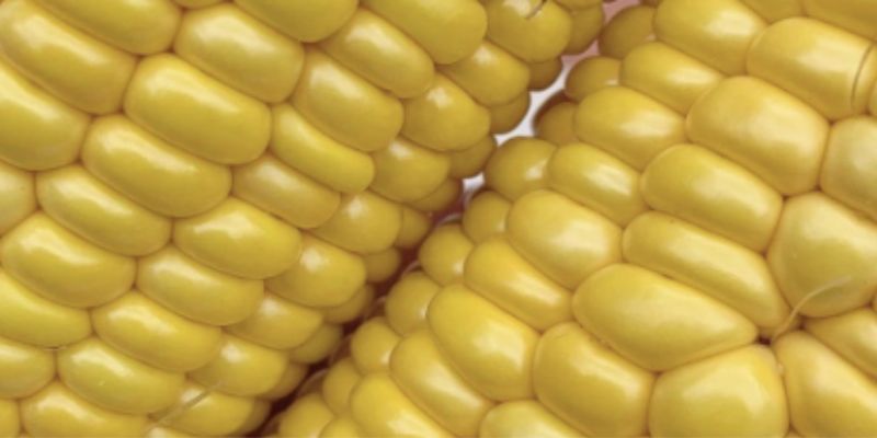 Companion Plants for Cucumbers | Good and The Bad 1 Sweetcorn: