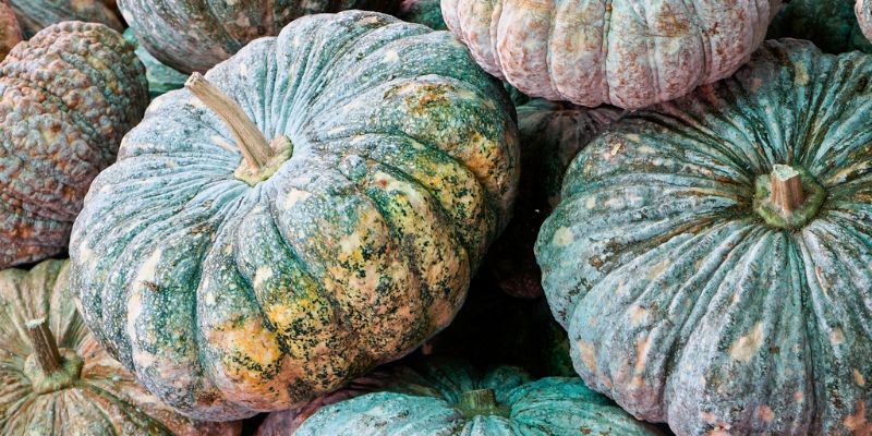 13 Varieties of Black Pumpkins For Dec and Cooking 19 Thai Kang Kob pumpkin