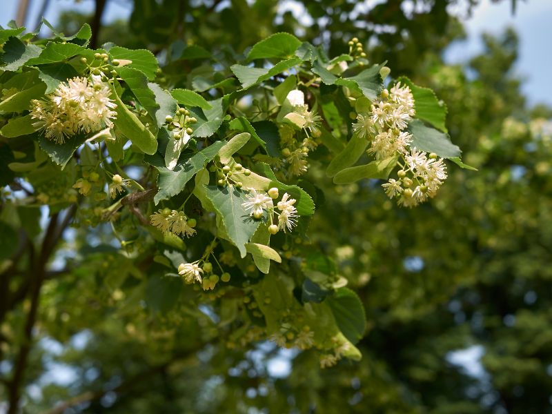 17 Trees With Heart-Shaped Leaves 13 Tilia henryana