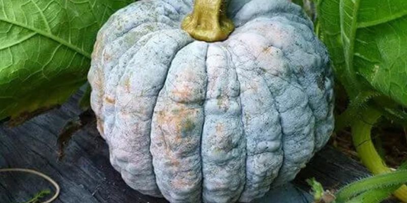13 Varieties of Black Pumpkins For Dec and Cooking 1 Black Futsu