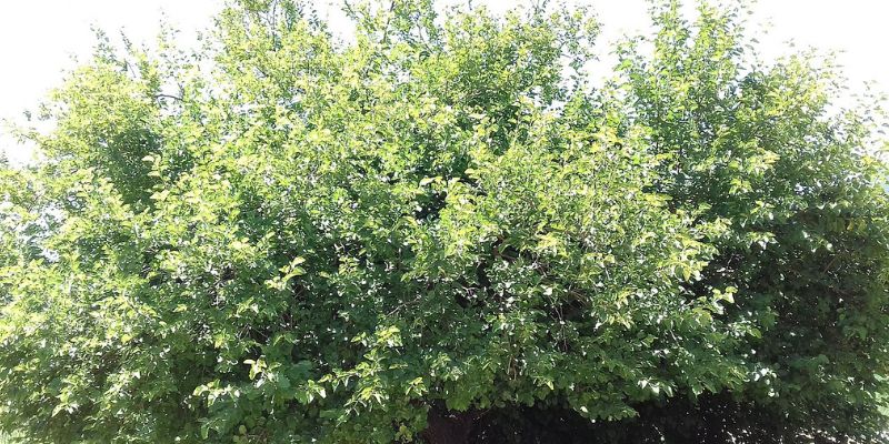 17 Trees With Heart-Shaped Leaves 33 White Mulberry