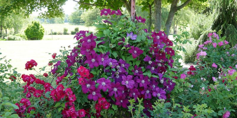Companion Plants for Clematis | What To Plant and What To Avoid 1 clematis above roses