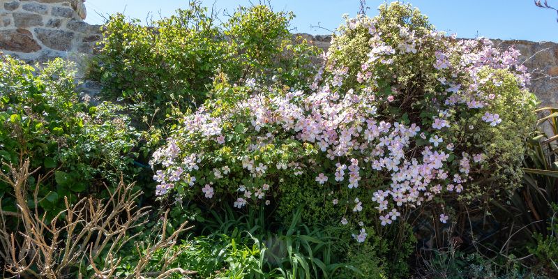 Companion Plants for Clematis | What To Plant and What To Avoid 3 clematis growing on shrubs