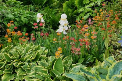 companion plants for hostas