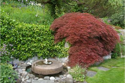 companion plants for japanese maple
