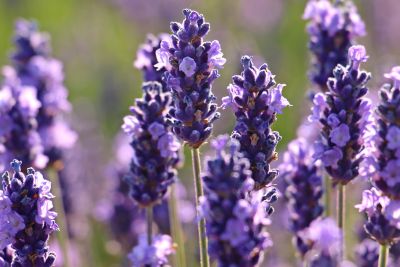 flowers that look like lavendar