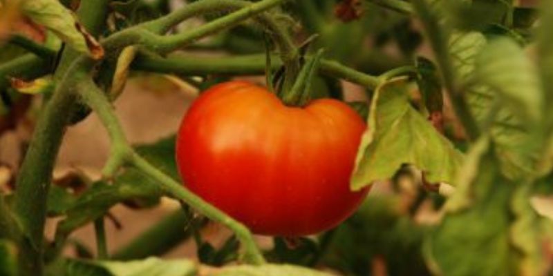 Why Are My Tomato Plant Leaves Curling | How To Fix It 1 /grow tomato plant