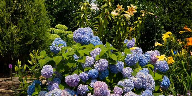 Companion Plants for Hostas | What To Grow 11 hosta and hydrangea