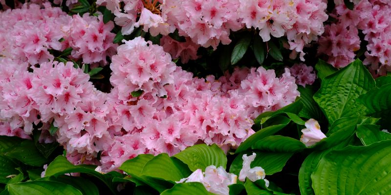 Companion Plants for Hostas | What To Grow 13 hosta and rhododendron