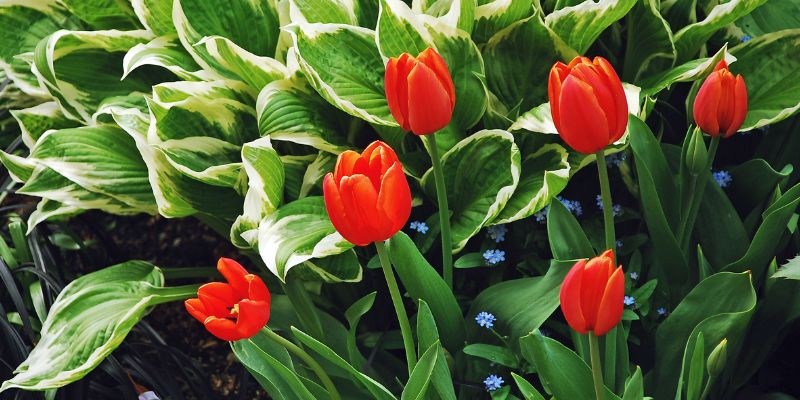Companion Plants for Hostas | What To Grow 1 hosta and tulips