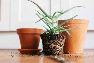 how to propagate aloe vera