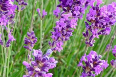 lavender companion plants