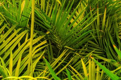 majesty palm brown tips