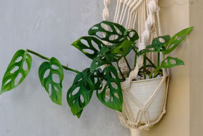 monstera adansonii varieties