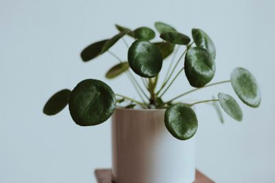 pilea leaves curling