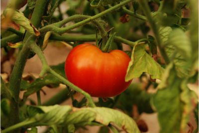 tomato plant leaves curling