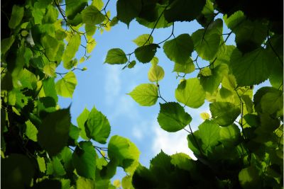 tree with heart shaped leaves