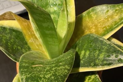 why is my snake plant turning yellow