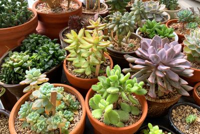 why is my succulent turning brown