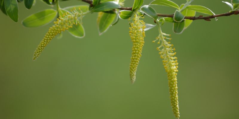 10 Stunning Types of Willow Trees and Shrubs 5 White Willow (Salix alba)
