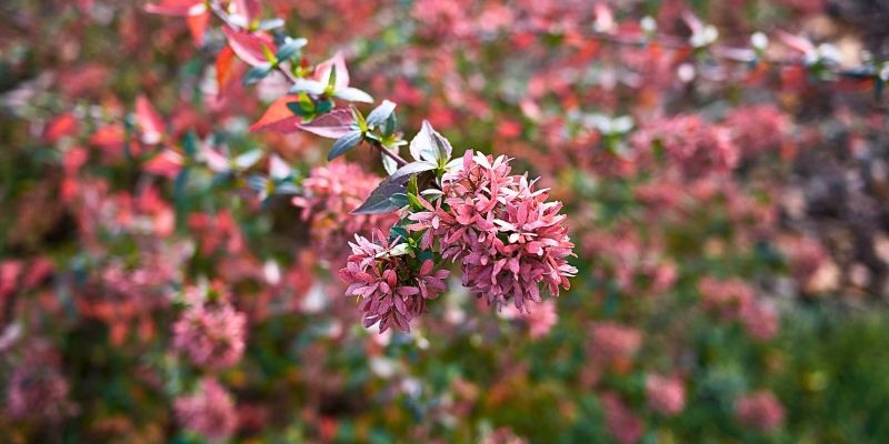 Abelia (Abelia × grandiflora)