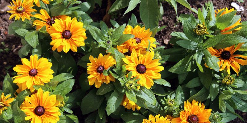11 Varieties of Yellow Perennial Flowers 5 Vibrant yellow petals and foliage of black-eyed Susan