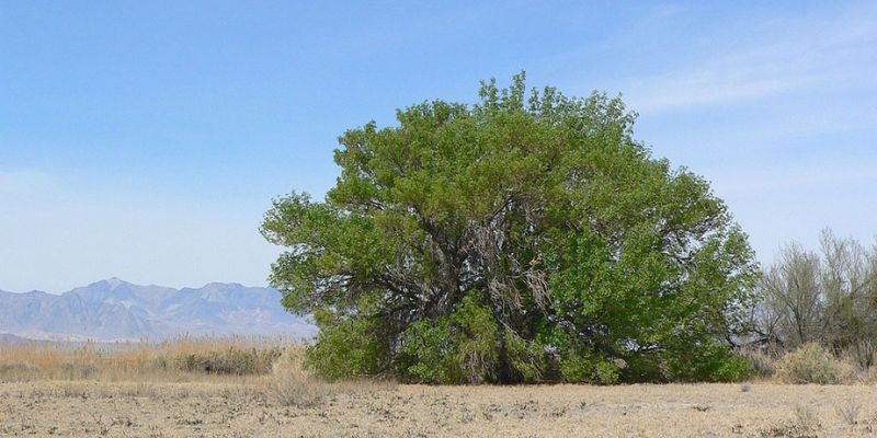  Arizona Ash