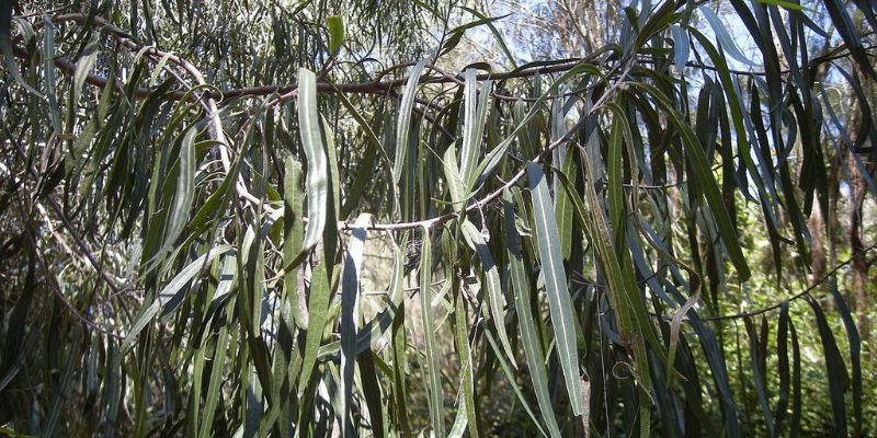Australian Willow 