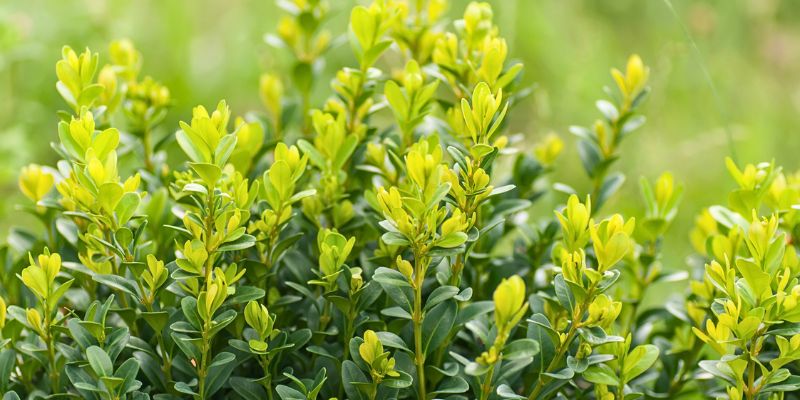 Boxwood (Buxus sempervirens)