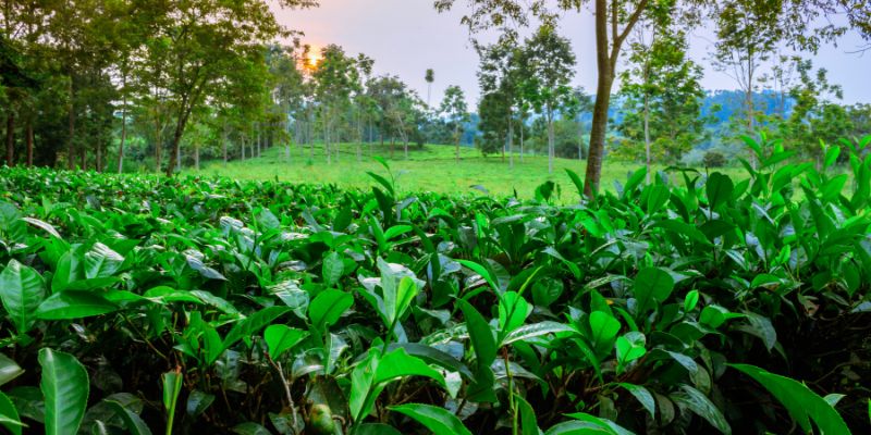 Camellia sinensis