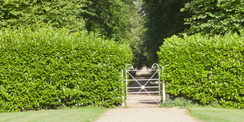 Cherry Laurel