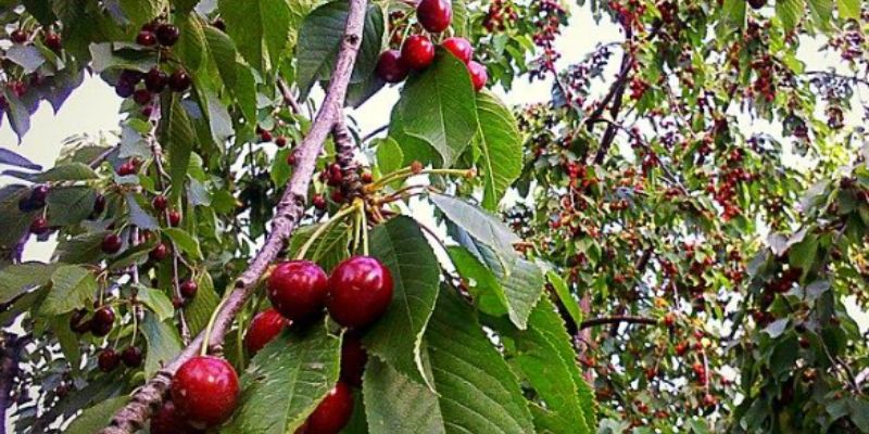 Cherry Tree